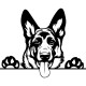KOIRA