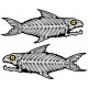 BONEFISH